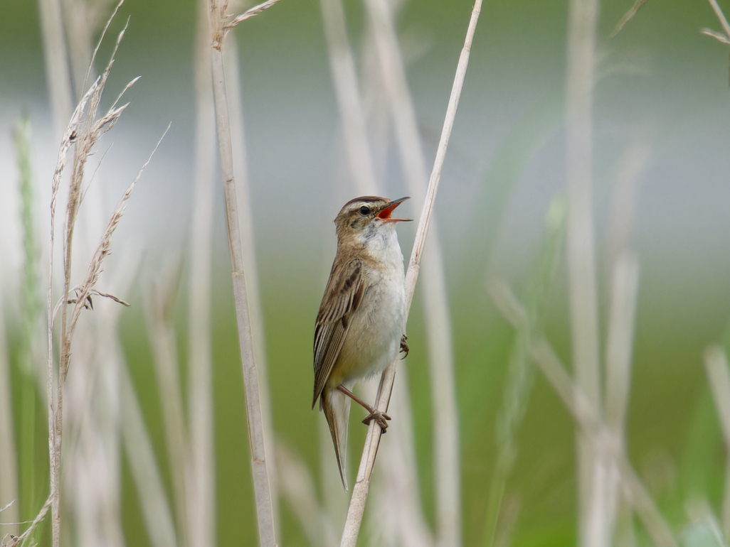 Photo of Sedge Warbler